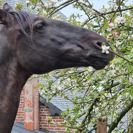 Le Petit Haras De